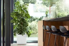 Elho vivo matt finish vierkant plantenbak met wielen 40 cm wit - afbeelding 9