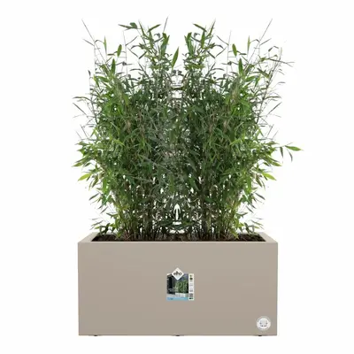 Elho vivo next plantenbak met wielen 60cm paddenstoel beige - afbeelding 6