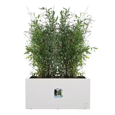 Elho Vivo Next plantenbak met wielen 80cm wit - afbeelding 7