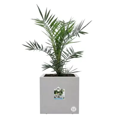 Elho vivo next plantenbak met wielen vierkant 30cm living concrete - afbeelding 4