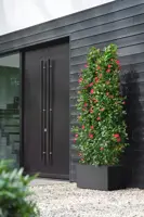 Elho Vivo Next plantenbak met wieltjes 80cm living black - afbeelding 9