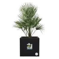 Elho Vivo next vierkant plantenbak met wielen 30cm living black - afbeelding 4