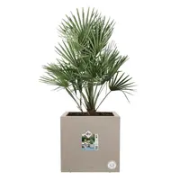 Elho Vivo next vierkant plantenbak met wielen 30cm paddenstoel beige - afbeelding 4