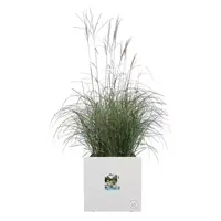 Elho Vivo next vierkant plantenbak met wielen 30cm wit - afbeelding 4