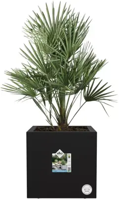 Elho Vivo Next vierkant plantenbak met wielen 40 cm living black - afbeelding 6
