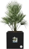 Elho Vivo Next vierkant plantenbak met wielen 40 cm living black - afbeelding 6