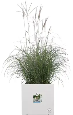 Elho Vivo Next vierkant plantenbak met wielen 40 cm Wit - afbeelding 6