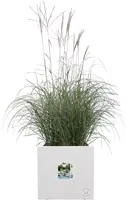 Elho Vivo Next vierkant plantenbak met wielen 40 cm Wit - afbeelding 6