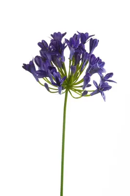 Emerald kunsttak agapanthus 75cm blauw - afbeelding 1