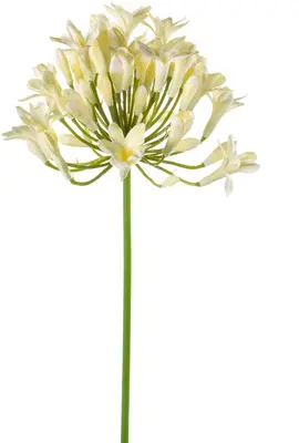 Emerald kunsttak agapanthus 75cm creme - afbeelding 1