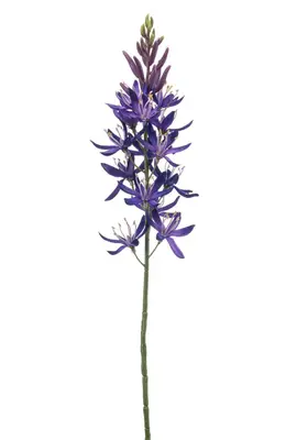 Emerald kunsttak camassia 61cm paars - afbeelding 1