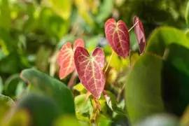 Epimedium (Elfenbloem) - afbeelding 2