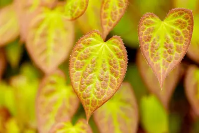 Epimedium (Elfenbloem) - afbeelding 4