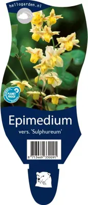 Epimedium (Elfenbloem) - afbeelding 1