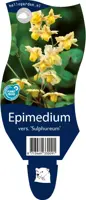 Epimedium (Elfenbloem) - afbeelding 1