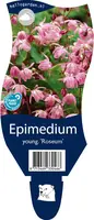 Epimedium (Elfenbloem) - afbeelding 1