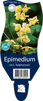 Epimedium (Elfenbloem) - afbeelding 1