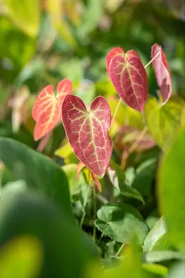 Epimedium (Elfenbloem) - afbeelding 3