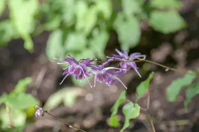 Epimedium grandiflorum 'Lilafee' (Elfenbloem 'Lilafee') - afbeelding 1