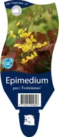 Epimedium perralchicum 'Frohnleiten' (Elfenbloem) kopen?