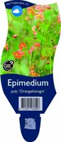 Epimedium pubigerum 'Orangekönigin' (Elfenbloem) - afbeelding 1