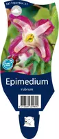 Epimedium x rubrum (Elfenbloem) - afbeelding 1