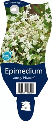 Epimedium youngianum 'Niveum' (Elfenbloem) - afbeelding 1