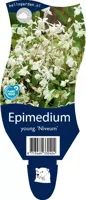 Epimedium youngianum 'Niveum' (Elfenbloem) - afbeelding 1