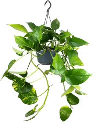 Epipremnum aureum (Drakenklimop) 40cm - afbeelding 1