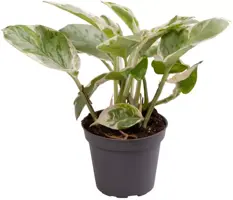 Epipremnum Aureum 'White Panther' (Drakenklimop) 10cm - afbeelding 1