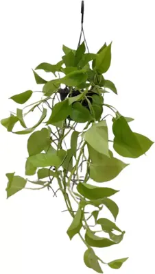 Epipremnum 'Golden photos' (Drakenklimop) 40cm - afbeelding 1