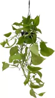 Epipremnum 'Golden photos' (Drakenklimop) 40cm - afbeelding 1