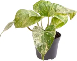 Epipremnum marble queen 15cm - afbeelding 1