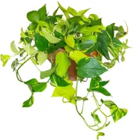Epipremnum pinatum 'Tricolore' 45cm - afbeelding 1