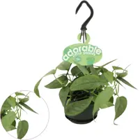 Epipremnum pinnatum 'Cebu Blue' 15cm - afbeelding 1