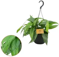 Epipremnum pinnatum 'Cebu Blue' 20cm - afbeelding 1