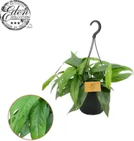Epipremnum pinnatum 'Cebu Blue' 20cm - afbeelding 2