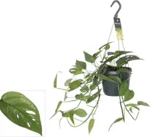 Epipremnum pinnatum 'Cebu Blue' 30cm - afbeelding 1