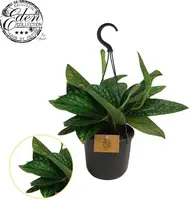 Epipremnum pinnatum 'Marble Planet' (Epipremnum) 25cm - afbeelding 2