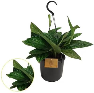 Epipremnum pinnatum 'Marble Planet' (Epipremnum) 25cm - afbeelding 1