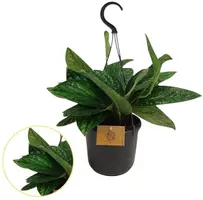 Epipremnum pinnatum 'Marble Planet' (Epipremnum) 25cm - afbeelding 1