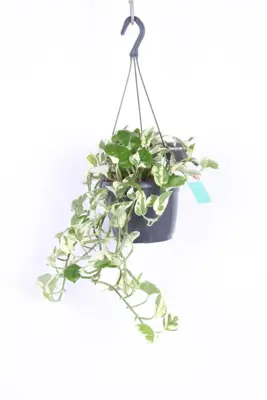 Epipremnum pinnatum 'N'Joy' (Dutch Rana) 25cm - afbeelding 2