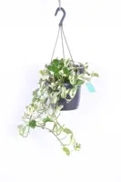 Epipremnum pinnatum 'N'Joy' (Dutch Rana) 25cm - afbeelding 2