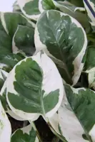 Epipremnum pinnatum 'N'Joy' (Dutch Rana) 25cm - afbeelding 3