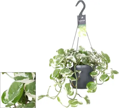 Epipremnum pinnatum 'N'Joy' (Dutch Rana) 25cm - afbeelding 1