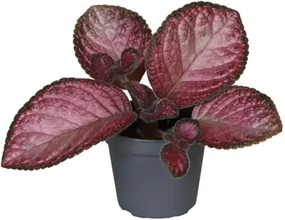 Episcia Malayan Gem 15cm - afbeelding 1