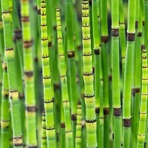Equisetum japonica (Japanse holpijp) - afbeelding 3