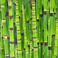 Equisetum japonica (Japanse holpijp) - afbeelding 3