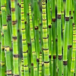 Equisetum japonica (Japanse holpijp) - afbeelding 2