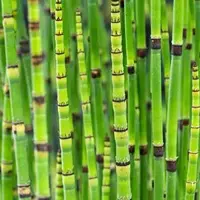 Equisetum japonica (Japanse holpijp) - afbeelding 2